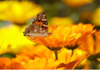 GROWING AND HARVESTING CALENDULA