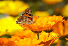 GROWING AND HARVESTING CALENDULA