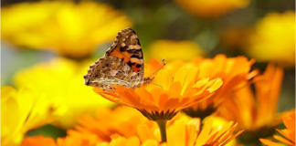 GROWING AND HARVESTING CALENDULA