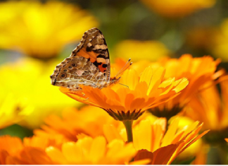 GROWING AND HARVESTING CALENDULA
