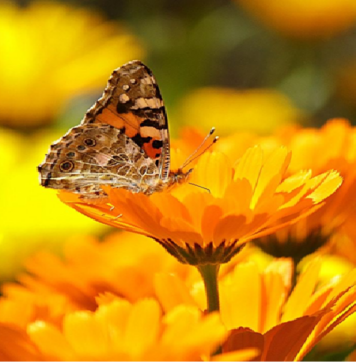 GROWING AND HARVESTING CALENDULA