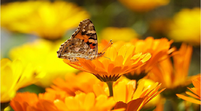 GROWING AND HARVESTING CALENDULA