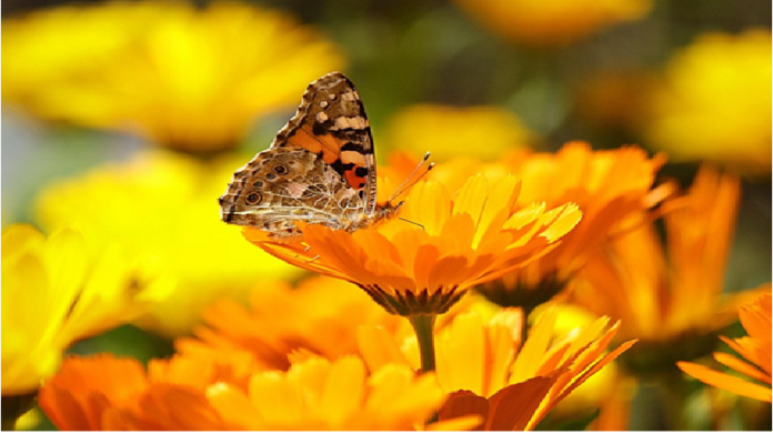 GROWING AND HARVESTING CALENDULA